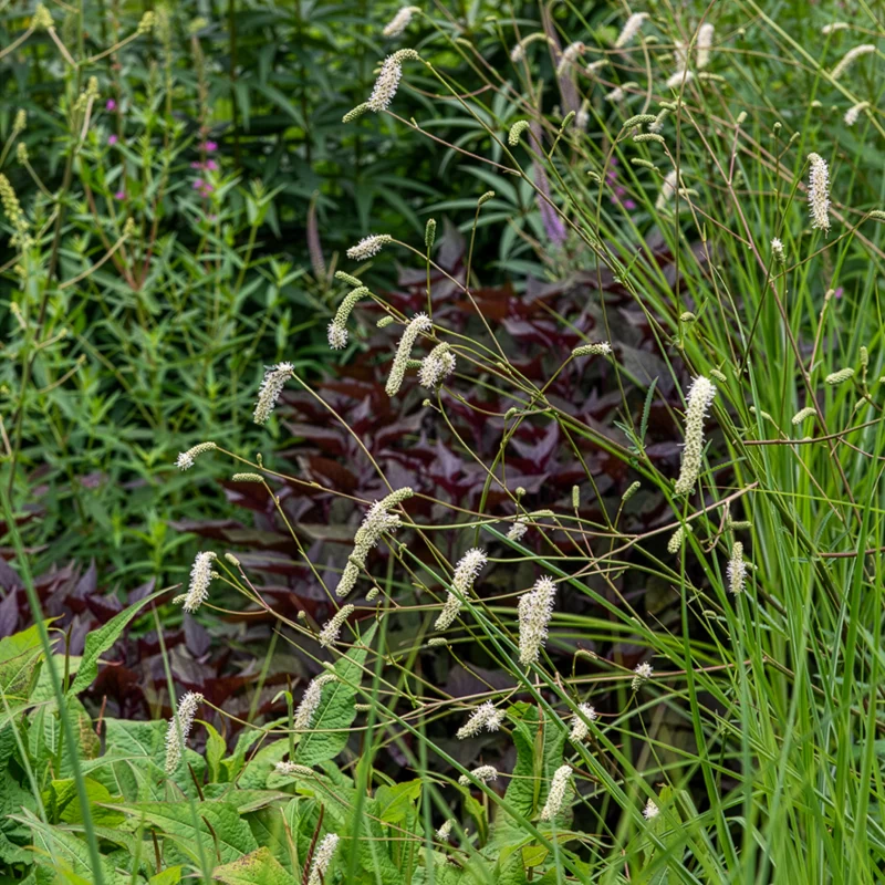 Wiesenknopf Alba