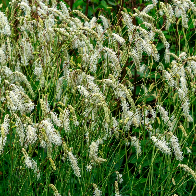 Wiesenknopf Alba