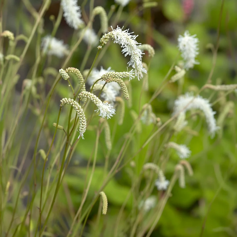 Wiesenknopf Alba