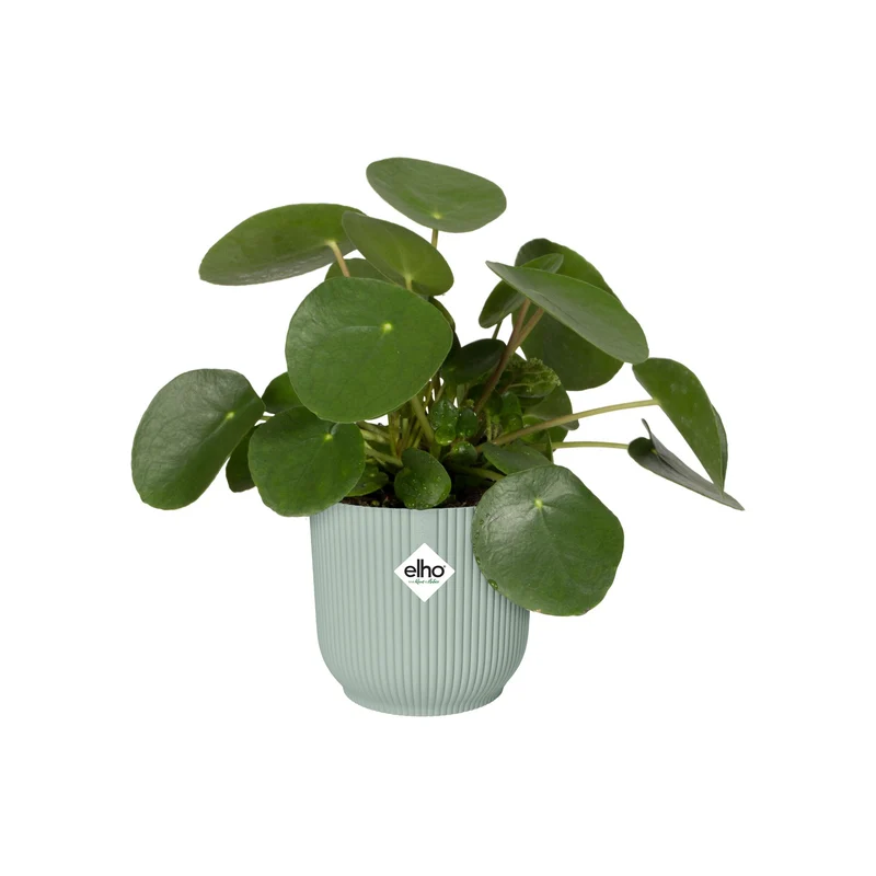 Elho Blumentopf Vibes fold rund sorbet grün
