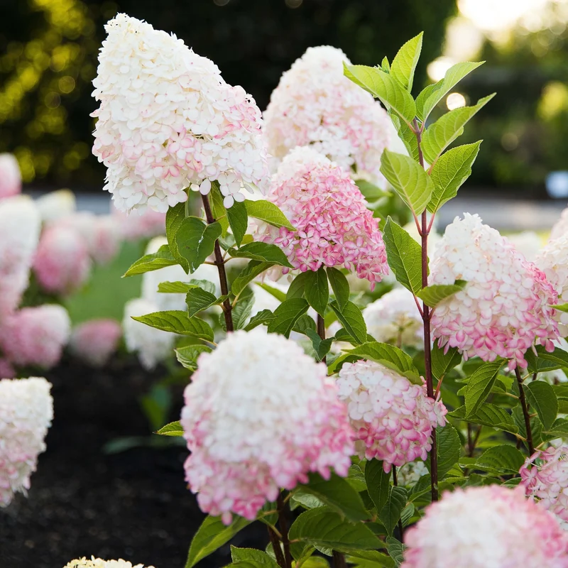 Rispenhortensie 'Living Pink & Rose®'