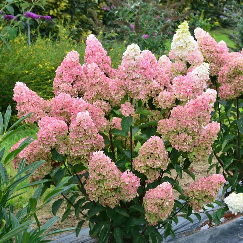 Rispenhortensie 'Fraise Melba®'