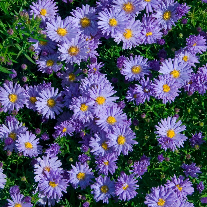 Kissen-Aster Audrey