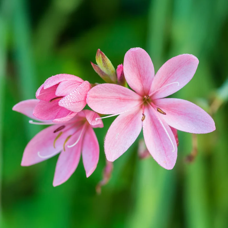 Spaltgriffel Pink Butterflies