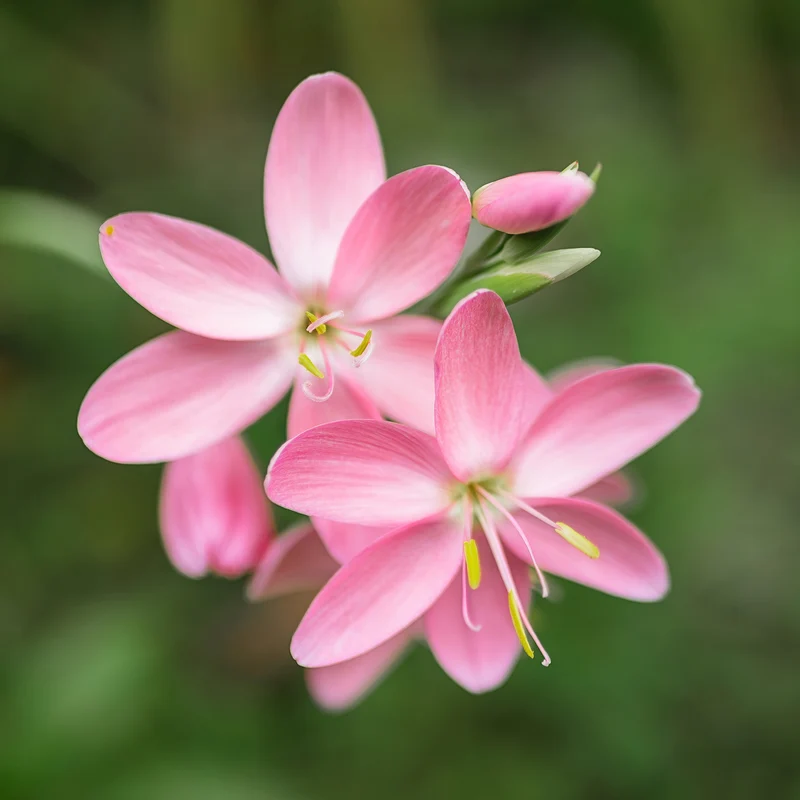Spaltgriffel Pink Butterflies