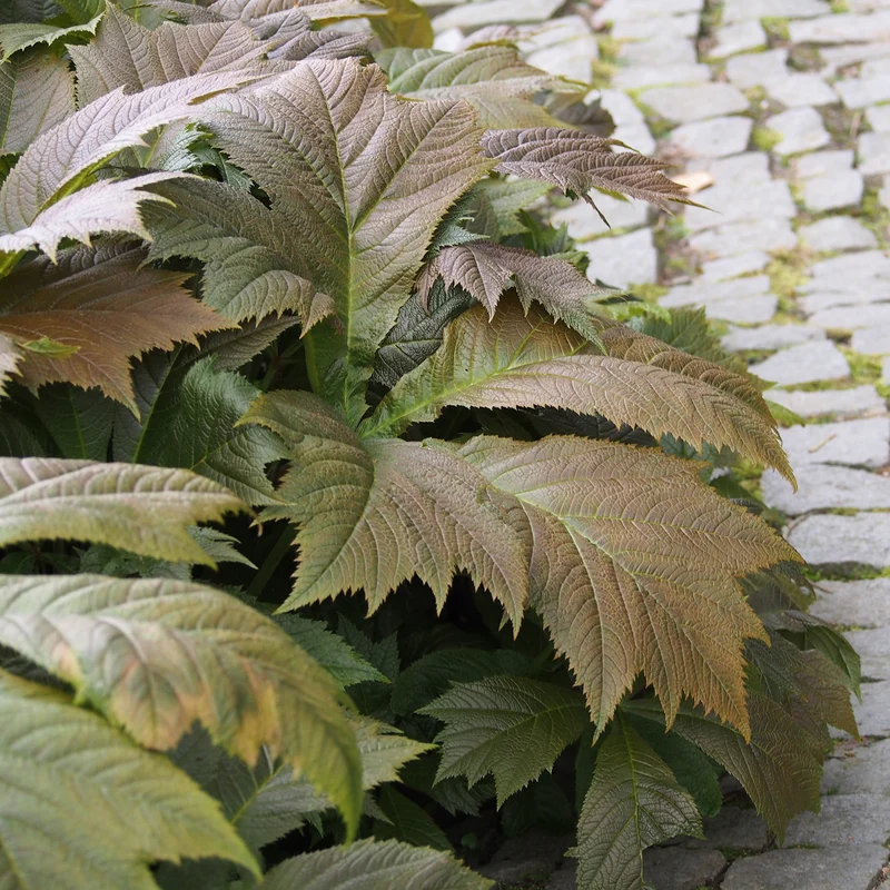 Gestieltblättriges Schaublatt