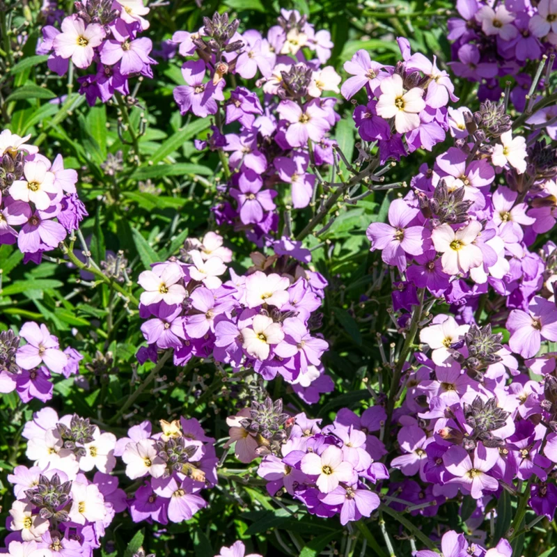 Garten-Goldlack Lavender
