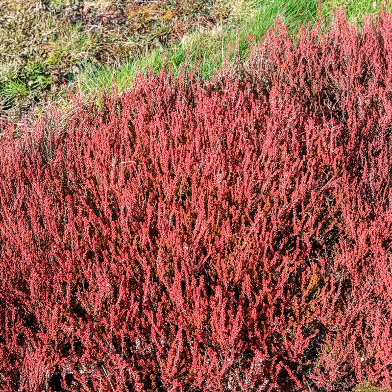 Besenheide Winter Chocolate