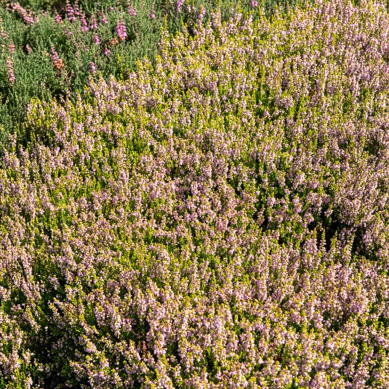 Besenheide Winter Chocolate