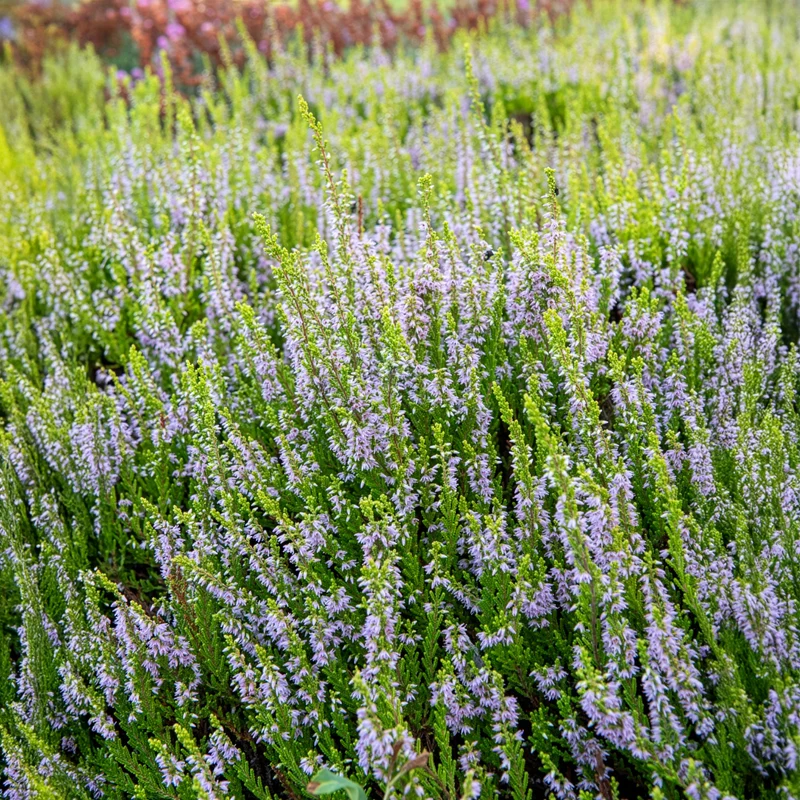 Besenheide Winter Chocolate
