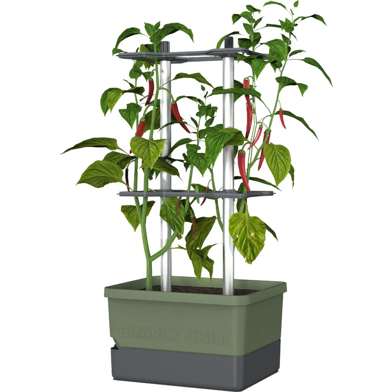 Gusta Garden Chili Starter-Set