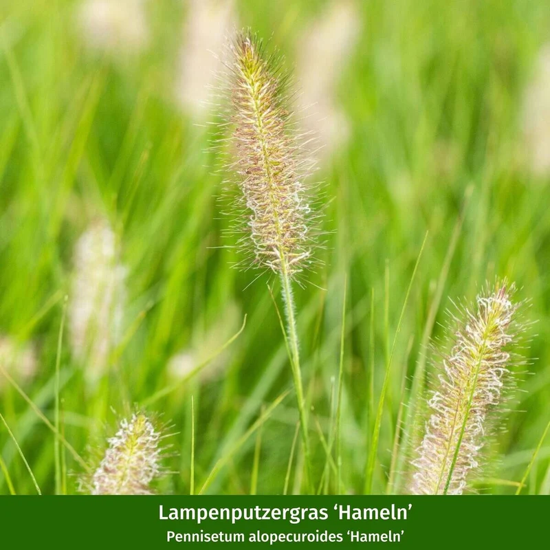 Pflanzen-Set "Felsenbirne im langen Blütenzauber"