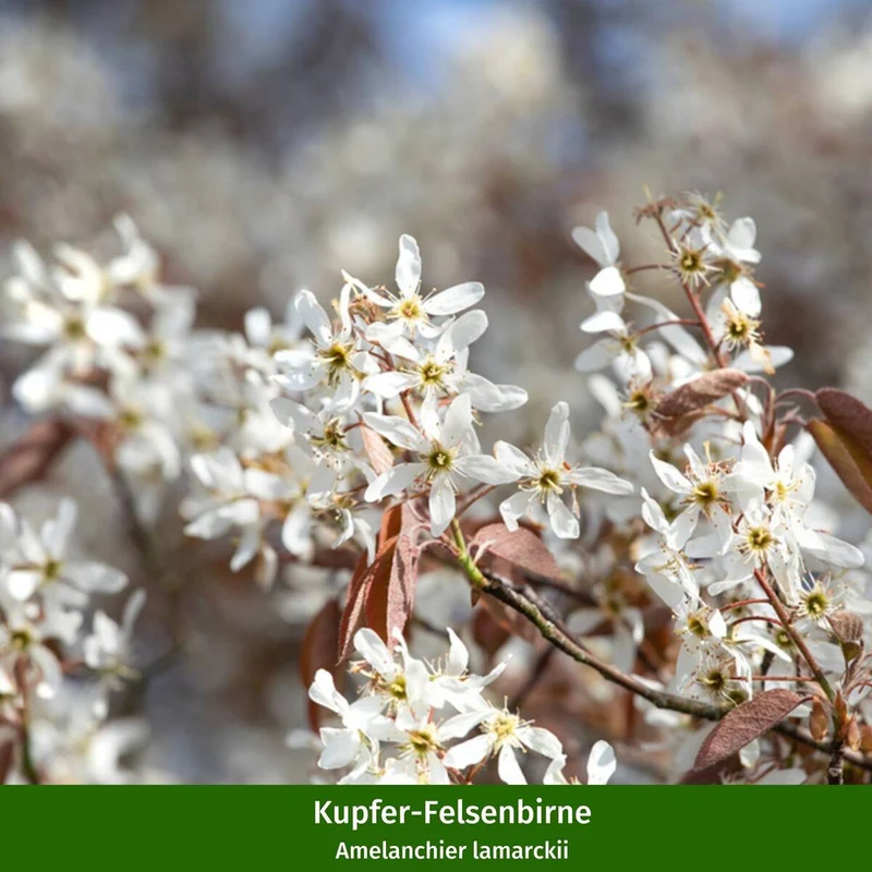Nährgehölzhecke für Insekten "Futtermagnet", 5 Pflanzen