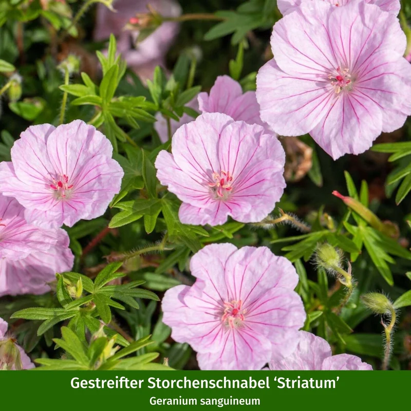 Storchschnabel-Set "Pflegeleichte Allrounder"