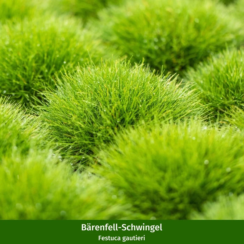 Paket 1 von 2 "Pflegeleichter und sonnenliebender Steppengarten"