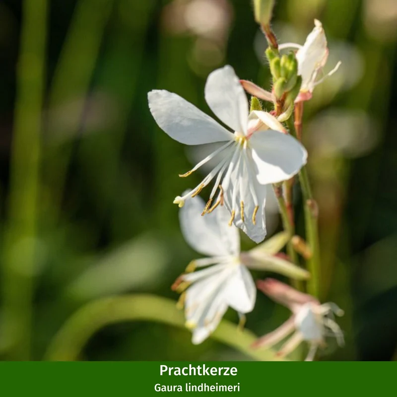 Paket 1 von 2 "Pflegeleichter und sonnenliebender Steppengarten"