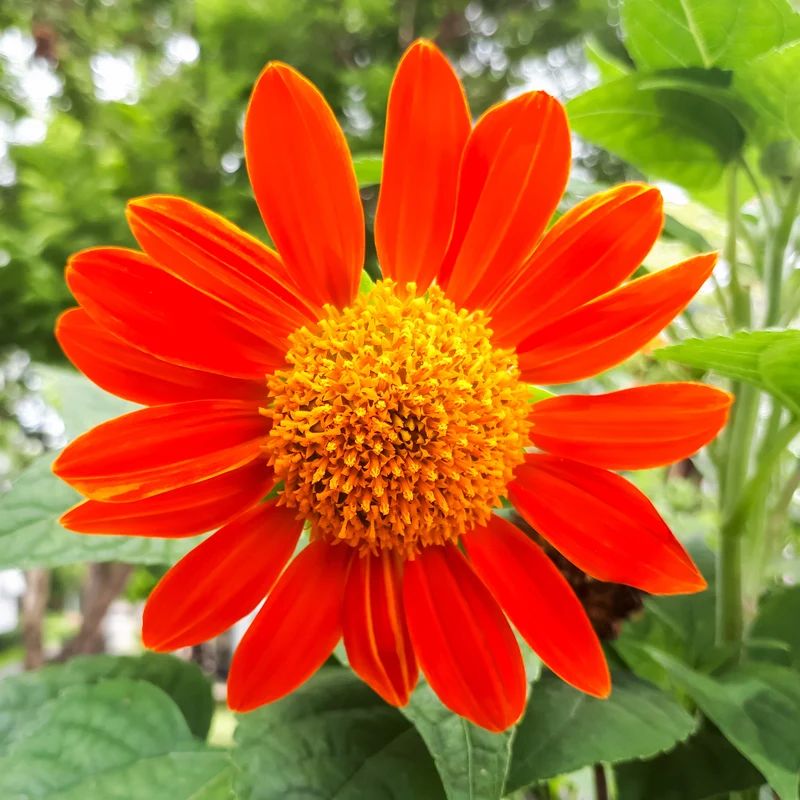 Mexikanische Sonnenblume Torch