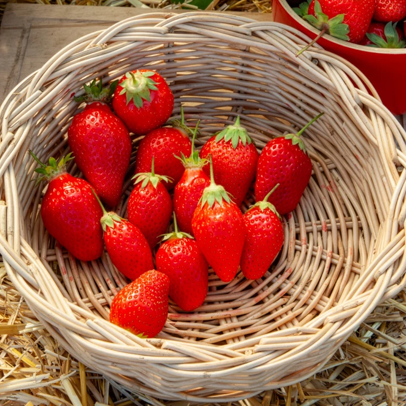 Gartenerdbeere Gento Nova