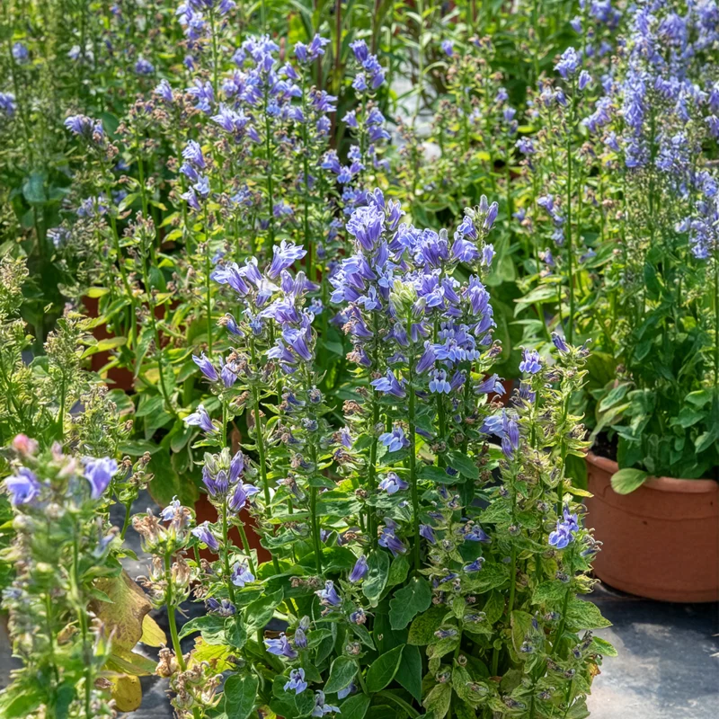 Blaue Kardinals-Lobelie