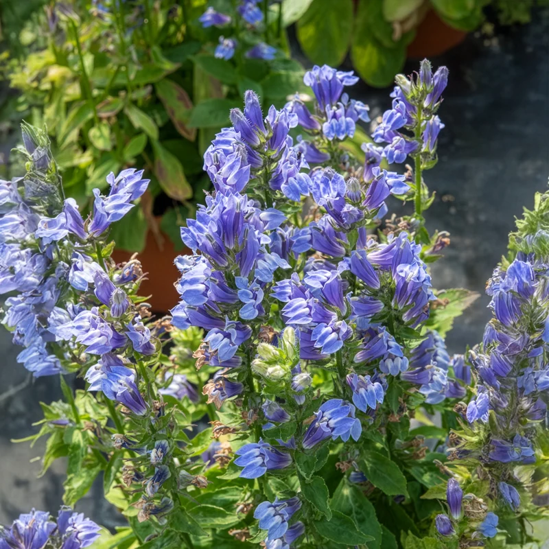Blaue Kardinals-Lobelie