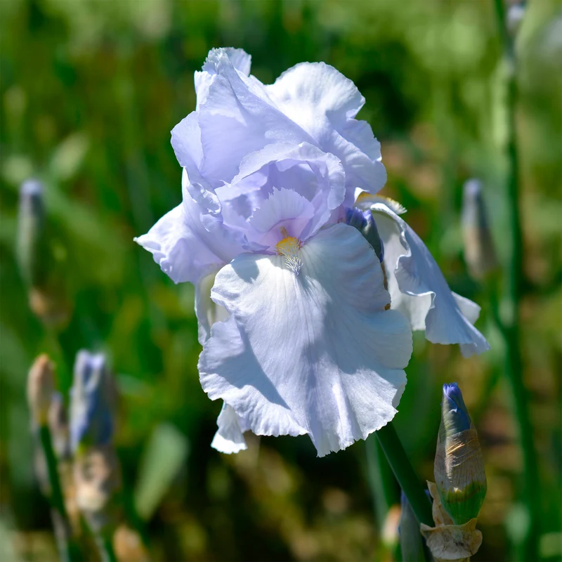 Schwertlilie Blue Sapphire