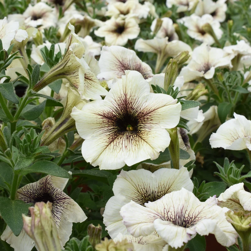 Garten-Petunie