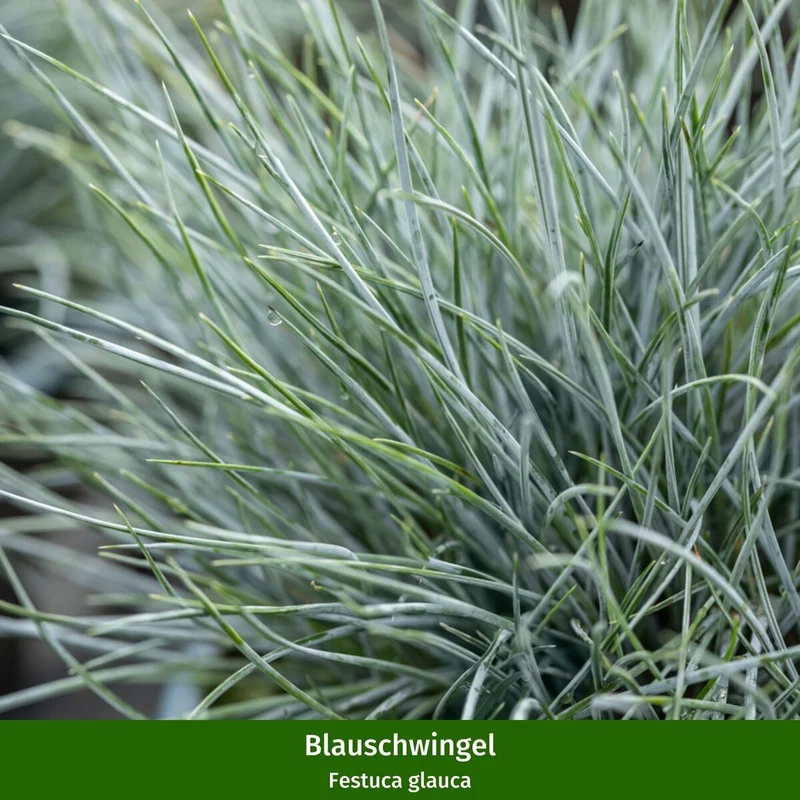 Balkonblumen "Spätsommerliche Harmonie"