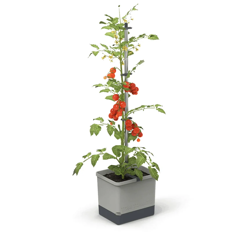 Gusta Garden Tomaten Starter-Set