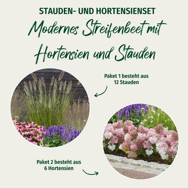 Pflanzen-Set "Modernes Streifenbeet mit Hortensien und Stauden"