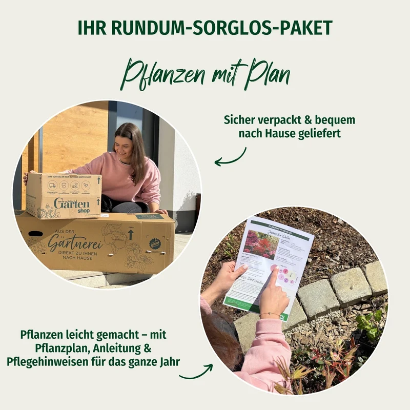 Pflanzen-Set "Modernes Streifenbeet mit Hortensien und Stauden"