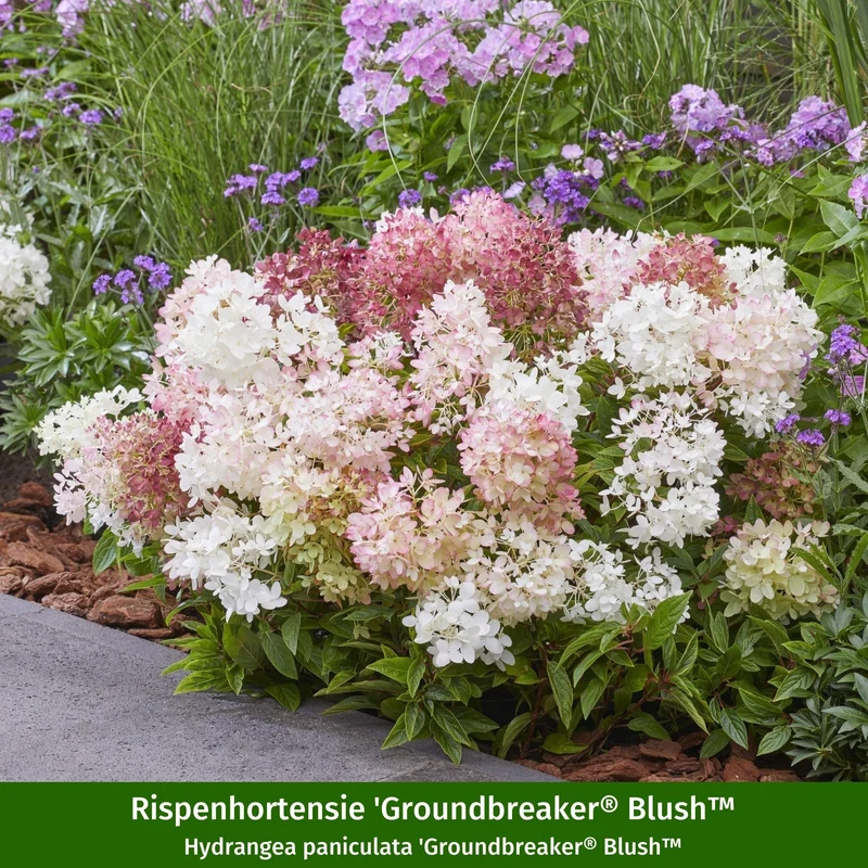 Pflanzen-Set "Modernes Streifenbeet mit Hortensien und Stauden"
