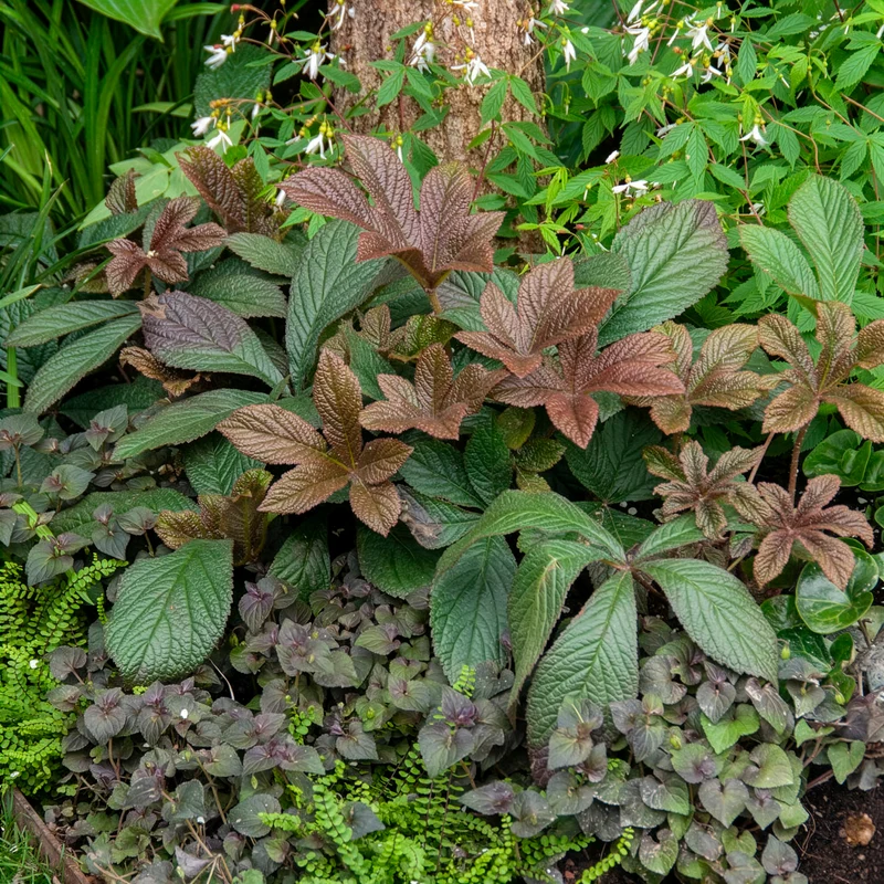 Schaublatt Bronze Peacock