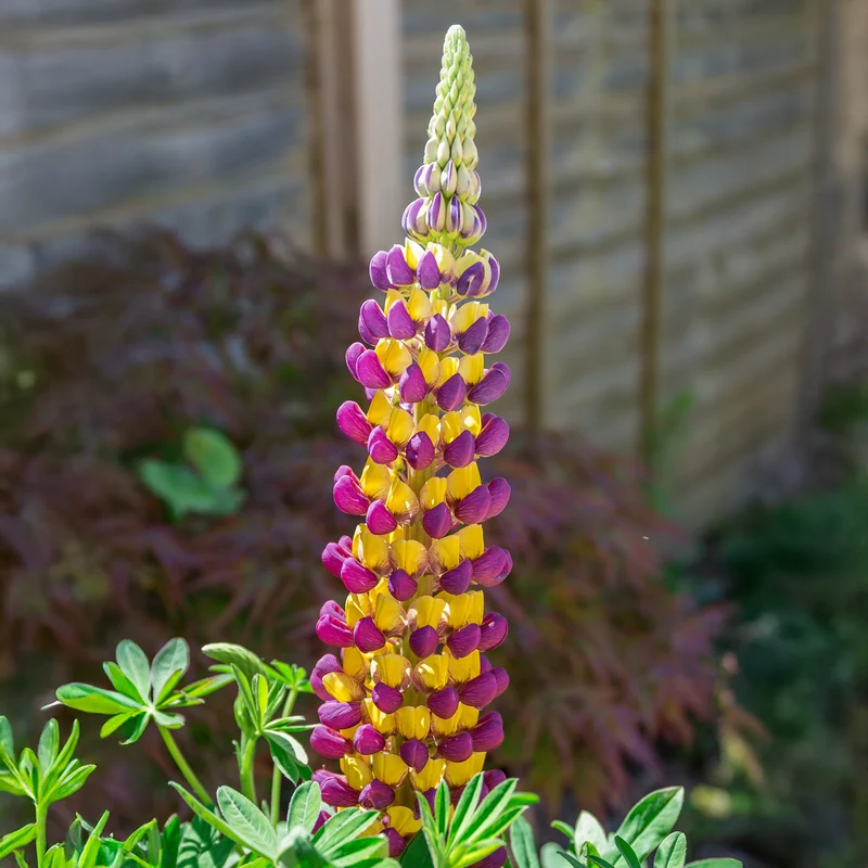 Lupine Manhattan Lights