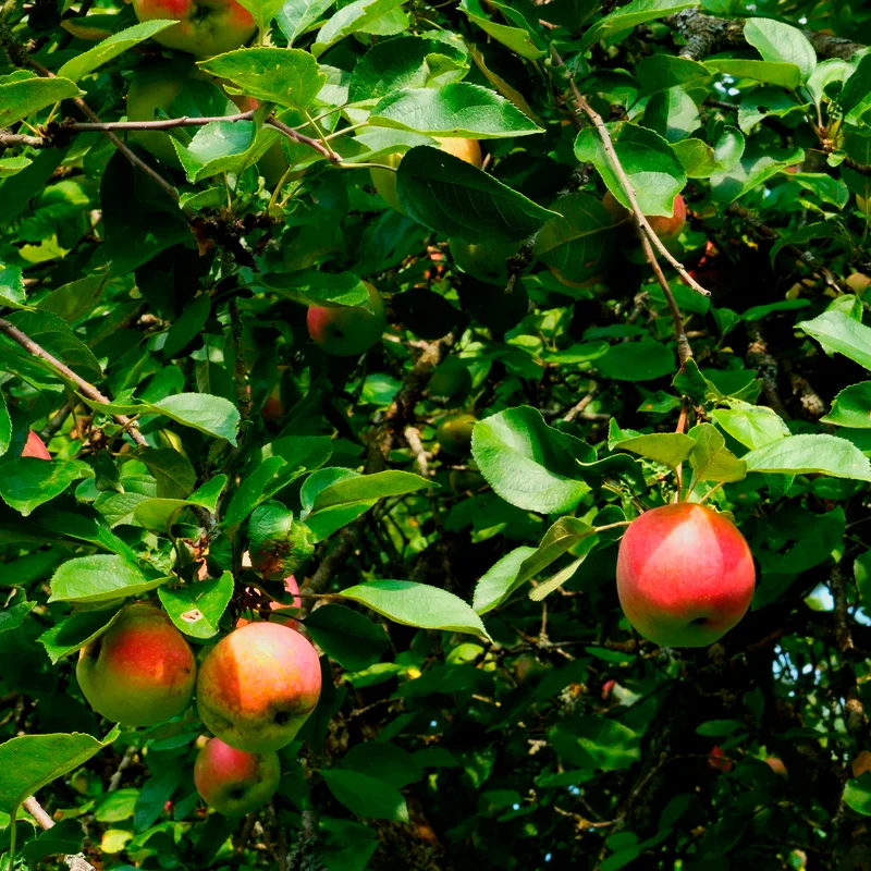 Apfel Braeburn