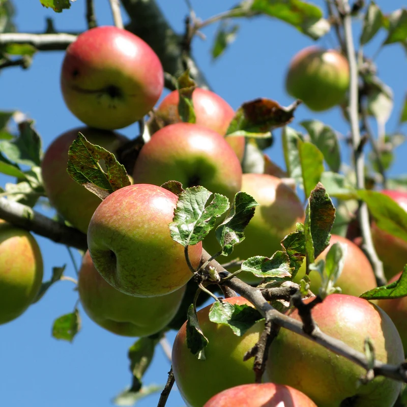 Apfel Braeburn