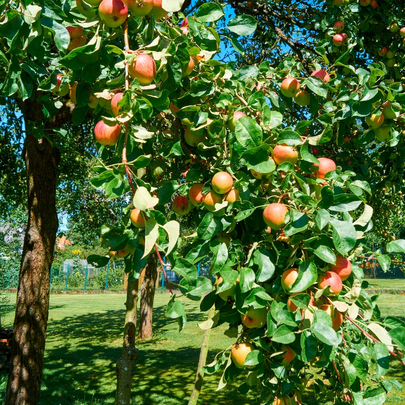 Apfel Braeburn