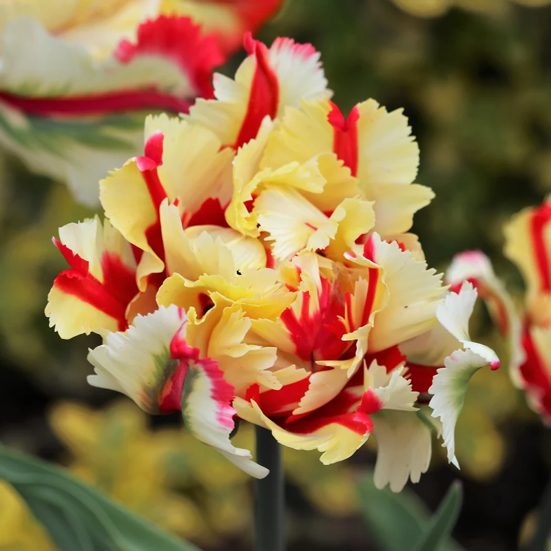 Papageien-Tulpe Flaming Parrot