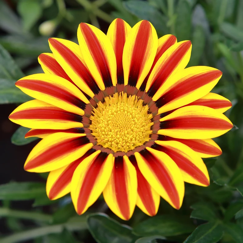 Gazania Big Kiss Yellow Flame
