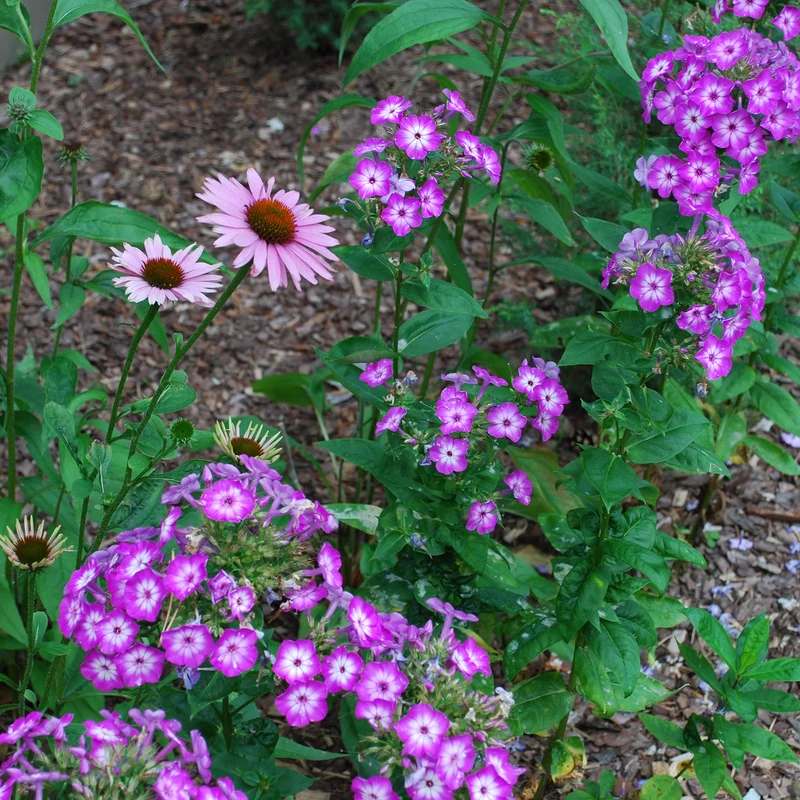 Hohe Flammenblume Uspech