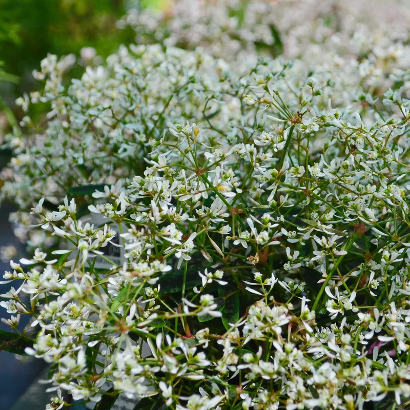 Zauberschnee Diamond Frost