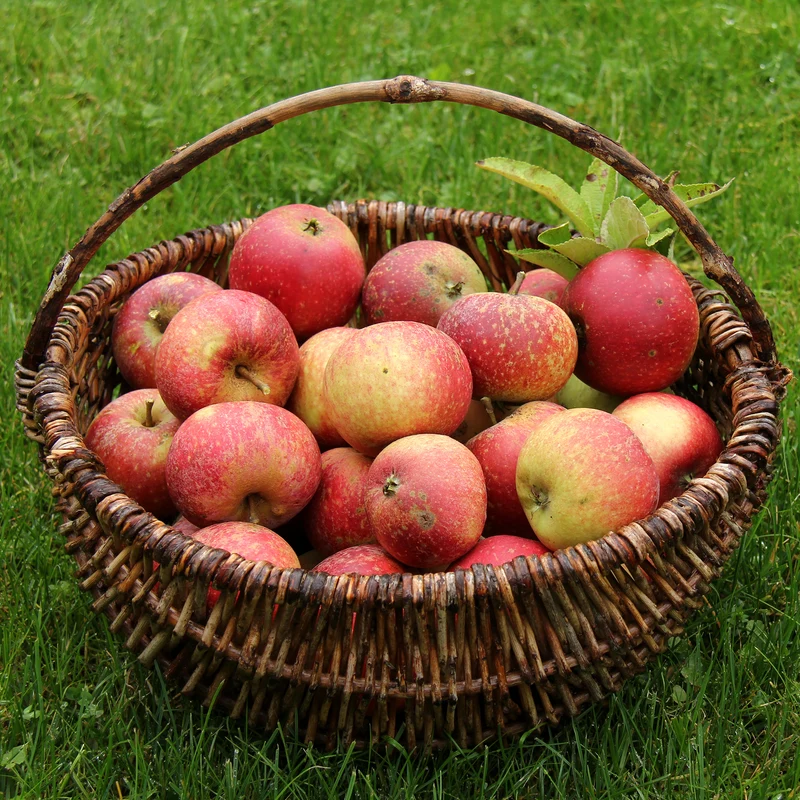 Apfel Ingrid Marie