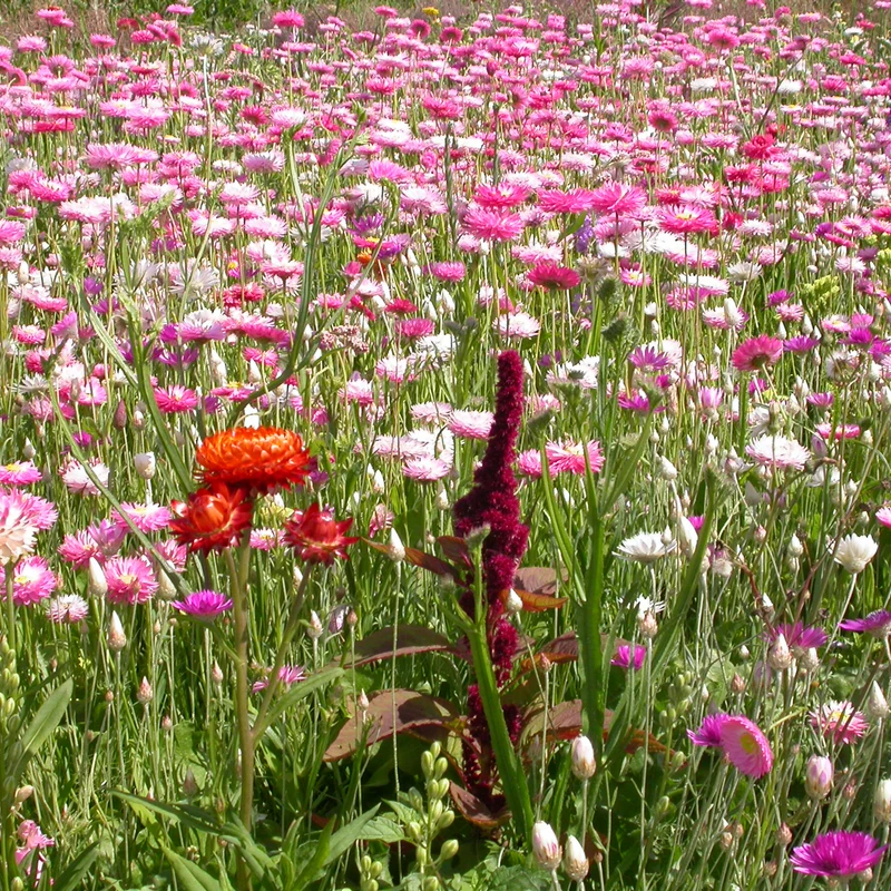 Blumenmischung für Trockenblumensträuße