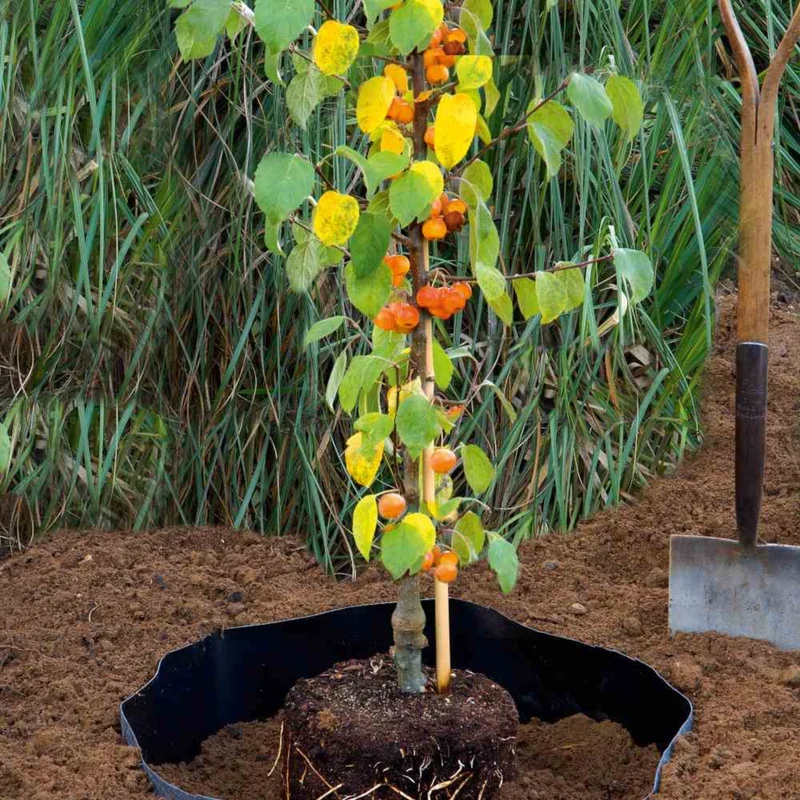 SIENA GARDEN Premium Wurzelsperre