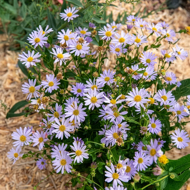 Schönaster Blue Star