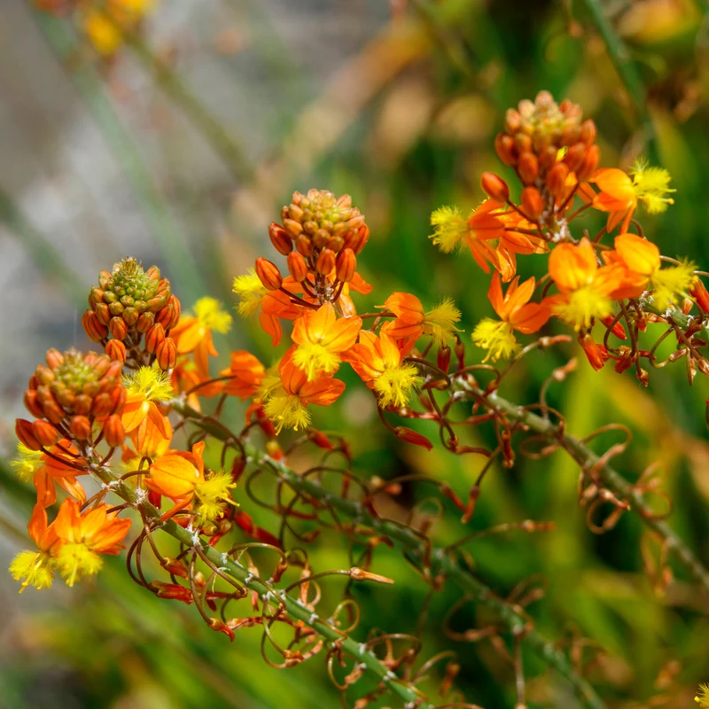 Katzenschwanzpflanze Avera Sunset Orange