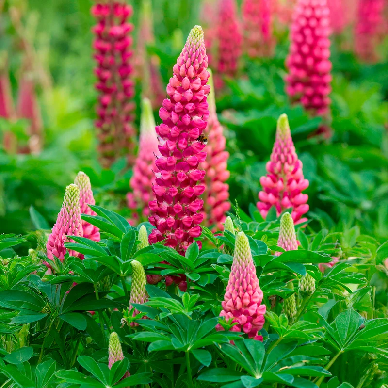 Lupine The Pages