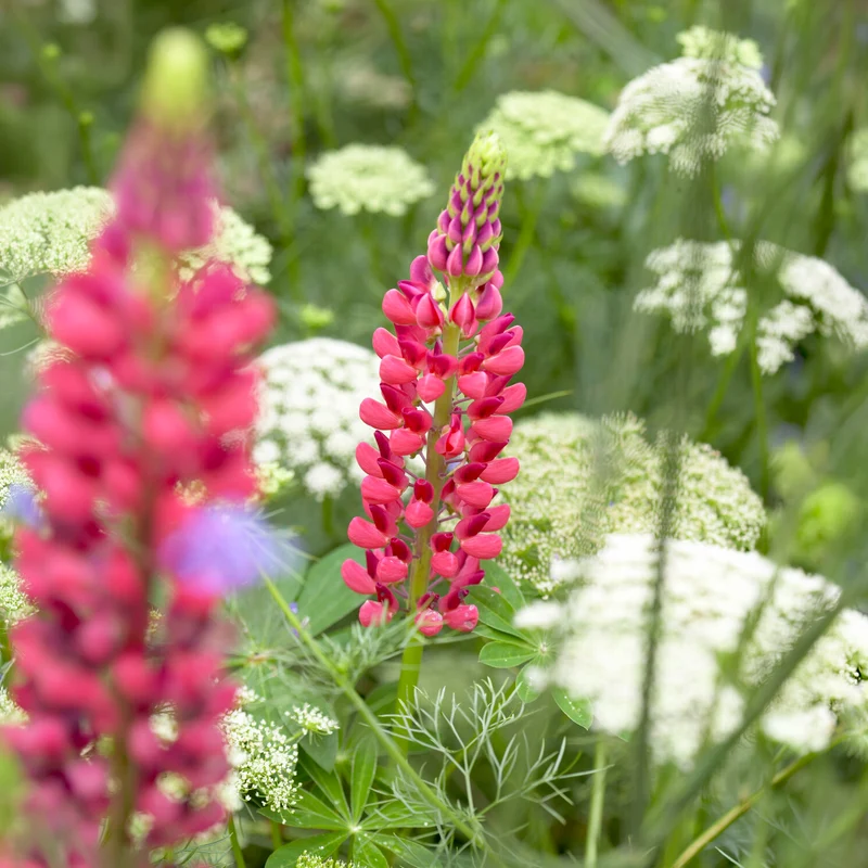 Lupine The Pages