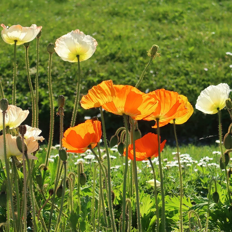 Zwergiger Island Mohn Gartenzwerg