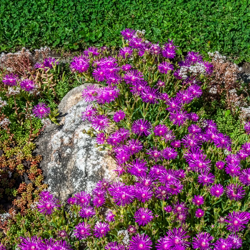 Stauden Mittagsblume