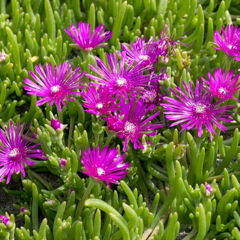 Stauden Mittagsblume